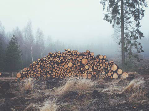 Tas de bois de chauffage